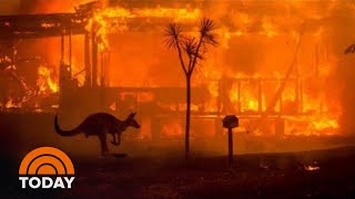 Australia Wildfires Rage On Amid Effort To Save Koalas Kangaroos  TODAY [upl. by Aratehs]