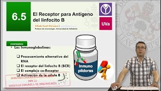 65 EL RECEPTOR PARA ANTÍGENO DEL LINFOCITO B [upl. by Gavette]