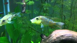 Geophagus steindachneri Mating Dance [upl. by Corb]