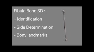 Fibula Bone 3D anatomy model animation Side determination relation with tibia bone  Osteology [upl. by Devol]