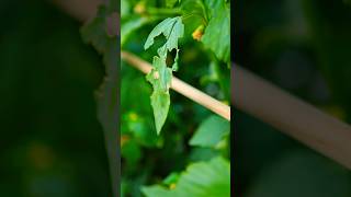 Tomatillos Worst Pest amp How to Control It gardening gardenpests [upl. by Naugan933]