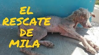 EL RESCATE DE UNA PERRITA Imposible no Llorar [upl. by Aruat]