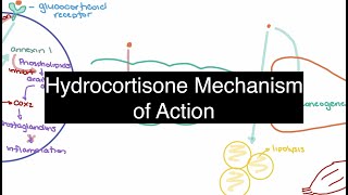 Hydrocortisone Pharmacology [upl. by Roderich]