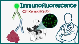 Immunofluorescence  Direct and Indirect Immunofluorescence  clinical application of IF [upl. by Nylehtak]