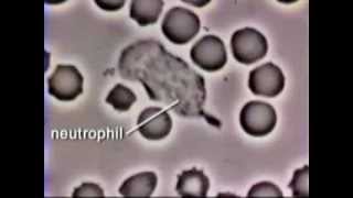 Neutrophil Phagocytosis  White Blood Cell Eats Staphylococcus Aureus Bacteria [upl. by Brunn]