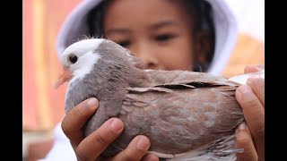 The Pigeon Media  Roller Pigeons birminghamrollers pigeon birds viral rollerpigeon raza hds [upl. by Fredella]