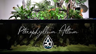 Pterophyllum Altum [upl. by Templa668]