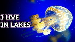 Spotted Jellyfish facts theres more than one spotted jelly  Animal Fact Files [upl. by Cohby380]