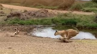 Lion fails to catch gazelle in epic safari footage [upl. by Otrebtuc931]