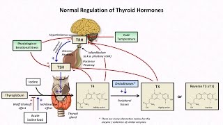 Thyroid Hormones and Thyroid Function Tests [upl. by Martinic370]