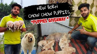 Chow Chow Puppies  Cutest Puppies  New Born Puppies PUPPIES GIVEAWAY ALERT [upl. by Turpin]