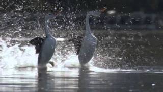 BBC Life The Grebes [upl. by Kask]