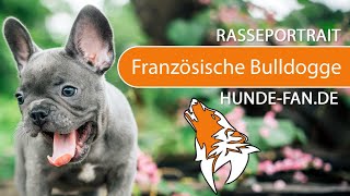 ► Französische Bulldogge 2018 Rasse Aussehen amp Charakter [upl. by Dicky149]