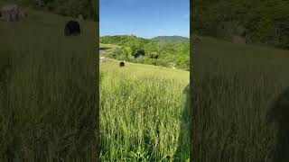 Showing Multiple Paddocks using one Water Trough cow ranch [upl. by Candy]