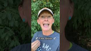 🕊️340 FREE Bibles 🙌🏼 shorts bible giveaway thankyou thankyoujesus victorybelongstojesus [upl. by Bart243]