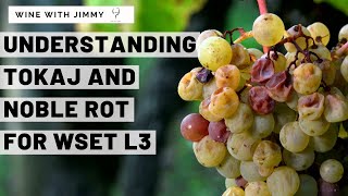 WSET Level 3 Tokaj Part 1  Climate Noble Rot Key Grapes [upl. by Weinreb443]