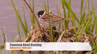 Common Reed Bunting Emberiza schoeniclus ♂ 08 [upl. by Yehtomit841]