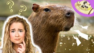 What Does the Capybara Say 5 Fast Facts You NEED to Know About the Capybara [upl. by Yesnel]