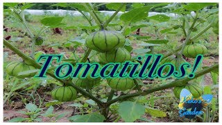 How to propagate Tomatillos from a cutting [upl. by Icart210]