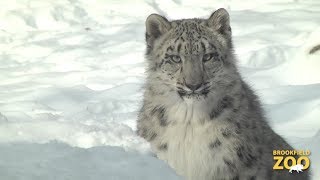 Everest Snow Leopard Cub Playing in the Snow [upl. by Harret]