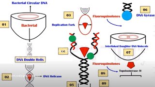 Quinolones  Mechanism of Action  Quinolone  DNA Gyrase Inhibitors  Hindi  Urdu  Animation [upl. by Lorimer216]