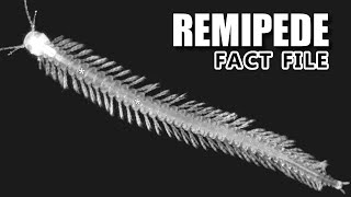 Remipede Facts the Swimming Centipede 🐛 Animal Fact Files [upl. by Madalena]