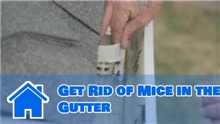 Gutter Maintenance  How to Get Rid of Mice in the Gutter [upl. by Eyma]