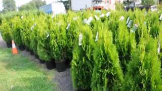 Emerald Green arborvitae trees Spacing for Grower in New Jersey [upl. by Adeehsar]