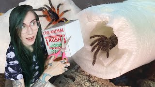 Unboxing RARE Lava Spider amp BOLTY BABOON Tarantulas [upl. by Cestar]