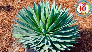 10 Gorgeous Agave Plants [upl. by Brest483]