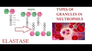 L28 Function of Elastase Granules in Neutrophils [upl. by Nazay76]