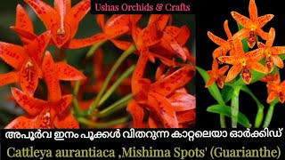 CATTLEYA AURANTIACA MISHIMA SPOT  GUARIANTHE ORCHIDS BLOOMING STAGE [upl. by Dnomyad385]