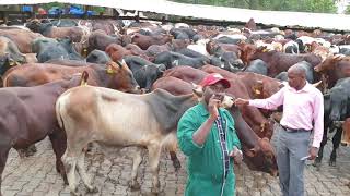 Doing very well with cattle feedlot By hamiisi semanda 256773343283 [upl. by Beilul]