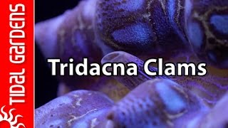 Reef Aquarium Tridacna Clams – maxima crocea squamosa and gigas [upl. by Bessie545]