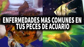 ENFERMEDADES MAS COMUNES EN TUS PECES DE ACUARIO  AcuariosLP [upl. by Ayerf]