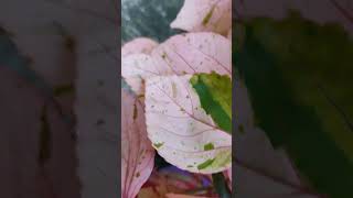 Acalypha wilkesiana nature croton gardening garden enjoy [upl. by Aylat218]