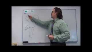 Neuroanatomy  Cranial Nerve VII  Drawing the Facial Nerve Pathways [upl. by Moreno]