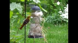 Baltimore Oriole gathers Nesting Materials 1 [upl. by Kcirddec]