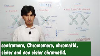 Centromere  Chromomere  Kinetochore  sister and non sister chromatid  etc class 9th cell cycle [upl. by Atila532]