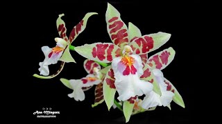 Orquídea Odontoglossum [upl. by Irah458]