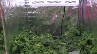 Hydroponic tomatoes Part 1  Hydro Grow vs HTG vs Generic [upl. by Nuahsyar934]