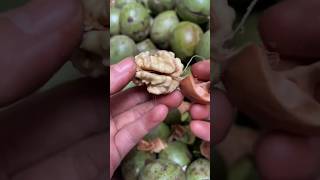 Indian badam fruitshortsviral [upl. by Dovev]