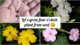 How to grow four o clock plant from seed  Mirabilis jalapa  Marvel of Peru [upl. by Thackeray]