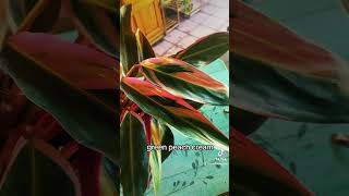 Stromanthe Triostar care tips and description Colorful and easy houseplant for beginners [upl. by Milzie]