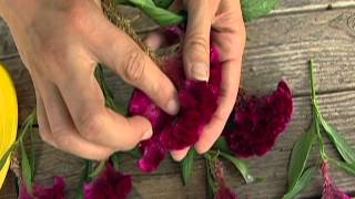 Drying Celosia [upl. by Eiduam]