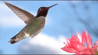 Hummingbirds Flying Marvels Unveiled 🌺🕊️ 4K [upl. by Ellecrad223]