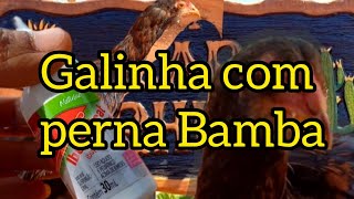 GALINHA COM PERNA BAMBAREMÉDIO PARA GALINHAS [upl. by Rozelle]