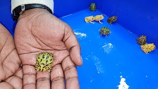 Pacman Frogs at Karnataka Aquarium [upl. by Mutua485]