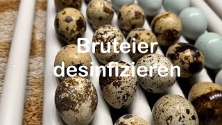 Bruteier desinfizieren  Bruteidesinfektion bei Kunstbrut  Eier säubern  Hühnerhaltung  Hühner [upl. by Alleunam]