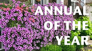 ANNUAL OF THE YEAR  PROVEN WINNERS  SUPERTUNIA BORDEAUX  2021 [upl. by Ettevy]